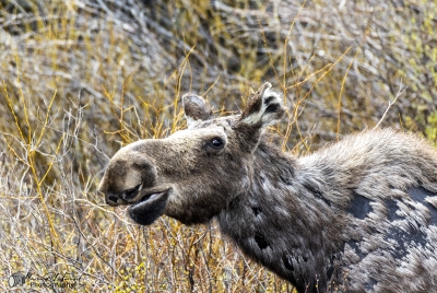Moose Grand Teton May 2025